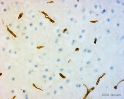Abcam&nbsp;Rabbit Anti-Rat IgG H&L (Biotin)