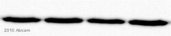 Abcam&nbsp;Goat F(ab')2 Anti-Mouse IgM mu chain (Biotin)