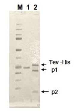 Abcam&nbsp;Recombinant EN-TEV Protease (mutated S219N) protein (Tagged-His Tag)