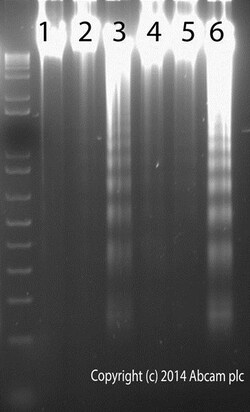 Abcam&nbsp;Apoptosis DNA Ladder Assay Kit