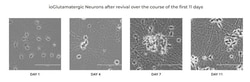 Abcam&nbsp;ioGlutamatergic Neurons WT (isogenic control) - Human iPSC derived cells