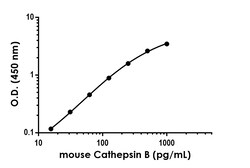 Abcam&nbsp;Mouse/Rat Cathepsin B Antibody Pair - BSA and Azide free, 10 x 96 Tests