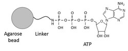 Abcam&nbsp;ATP-Agarose, 2ML