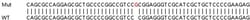 Abcam Human EGFR knockout HeLa cell line