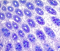 Abcam&nbsp;Alcian Blue PAS Stain Kit