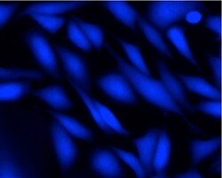 Abcam Live Cell Labeling Kit - Blue Fluorescence - Cytopainter, Quantity: