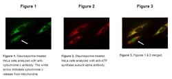 Abcam&nbsp;Cytochrome c Apoptosis ICC Antibody Kit