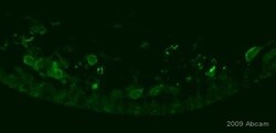 Abcam&nbsp;Donkey Anti-Rabbit IgG H&L (Biotin) preadsorbed.
