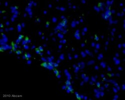 Abcam&nbsp;Rabbit Anti-Rat IgG H&L (FITC).
