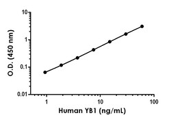 Abcam&nbsp;Human YB1 Antibody Pair - BSA and Azide free, 10 x 96 Tests