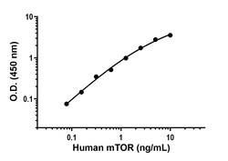 Abcam&nbsp;Human/Mouse mTOR Antibody Pair - BSA and Azide free, 10 x 96 Tests