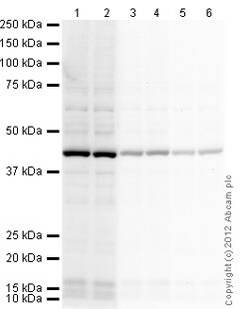 Abcam&nbsp;Rabbit Anti-Chicken IgY H&L (HRP).