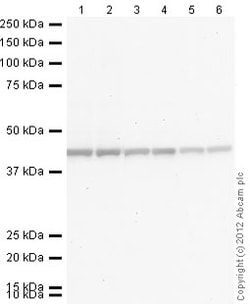 Abcam&nbsp;Donkey Anti-Rabbit IgG H&L (Alkaline Phosphatase).
