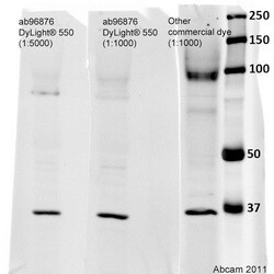 Abcam&nbsp;Donkey Anti-Mouse IgG H&L (DyLight 550).