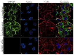 Abcam Anti-Caprin-1 antibody [RP23040261].