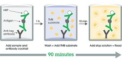 Abcam Human NFAT1 ELISA Kit.