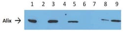Abcam 1.0 micron Immunobeads.