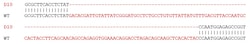 Abcam&nbsp;Human RAB29 knockout A549 cell lysate.