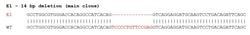 Abcam&nbsp;Human CHI3L1 knockout THP-1 cell lysate.