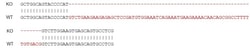 Abcam Human PDGFRA knockout SH-SY5Y cell lysate.