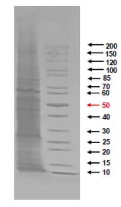 Abcam&nbsp;Native Legionella pneumophila protein