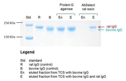Abcam Rat TCS Antibody Purification Kit, 3 Tests
