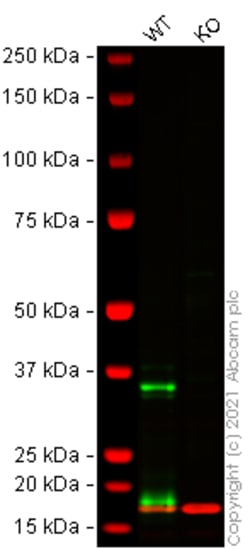 Abcam Human Lgals9 (galectin 9/Gal-9) knockout THP-1 cell lysate.