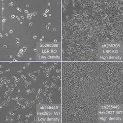 Abcam&nbsp;Human LBR (Lamin B Receptor) knockout HEK-293T cell line