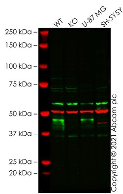 Abcam&nbsp;Human WNT5A knockout HeLa cell lysate.
