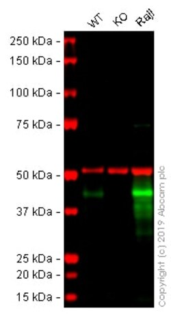 Abcam&nbsp;Human CD40 knockout U-2 OS cell lysate.