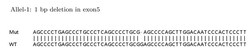 Abcam Human IRF3 knockout HeLa cell lysate.