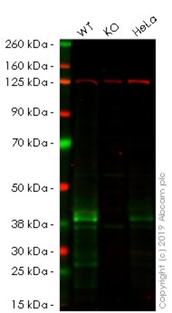 Abcam Human GJA1 knockout HEK-293 cell lysate.