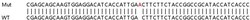Abcam&nbsp;Human PTDSS1 knockout HEK-293T cell lysate.