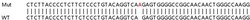 Abcam&nbsp;Human TUBB3 (beta III Tubulin) knockout HCT116 cell lysate.