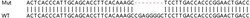 Abcam Human SYP (Synaptophysin) knockout HEK-293T cell lysate.