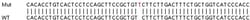 Abcam&nbsp;Human PARP1 knockout HEK-293T cell lysate.