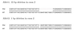 Abcam&nbsp;Human IGF1R (IGF1 Receptor) knockout HeLa cell lysate.