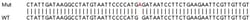 Abcam&nbsp;Human EIF2AK2 (PKR) knockout A549 cell lysate.