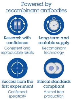 Abcam&nbsp;Mouse Caspase 3(total) Antibody Pair - BSA and Azide free, 10 x 96 Tests