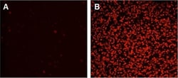 Abcam&nbsp;Annexin V-iFluor 594 Apoptosis Staining / Detection Reagent.
