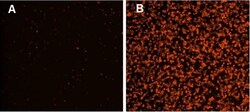 Abcam&nbsp;Annexin V-iFluor 555 Apoptosis Staining / Detection Reagent.