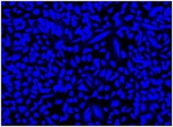 Abcam&nbsp;Fixable Cell Viability Assay Kit (Fluorometric - Blue) - Cytopainter.