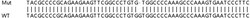 Abcam Human ZYX (Zyxin) knockout HEK-293T cell lysate.