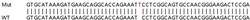 Abcam&nbsp;Human WHSC1 (NSD2) knockout HeLa cell lysate.