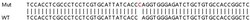 Abcam&nbsp;Human VCL (Vinculin) knockout HeLa cell lysate.