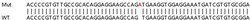 Abcam&nbsp;Human VAMP8 (EDB) knockout HEK-293T cell lysate.