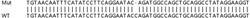 Abcam&nbsp;Human UFSP2 knockout HEK-293T cell lysate.