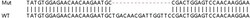 Abcam&nbsp;Human UFC1 knockout HEK-293T cell lysate.