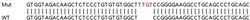 Abcam&nbsp;Human TREX1 knockout A549 cell lysate.