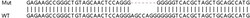 Abcam Human TRAF2 knockout HEK-293T cell lysate.